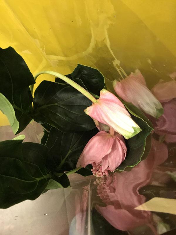 Мединилла розовая в магазине цветов Мандарин