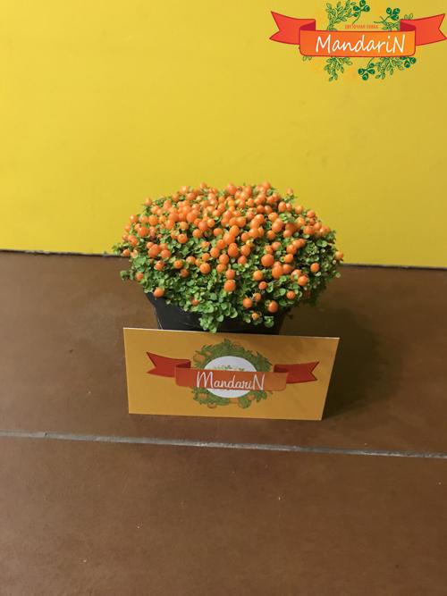 Нертера в 12 диаметре горшка в магазине цветов mandarin-shop.ru