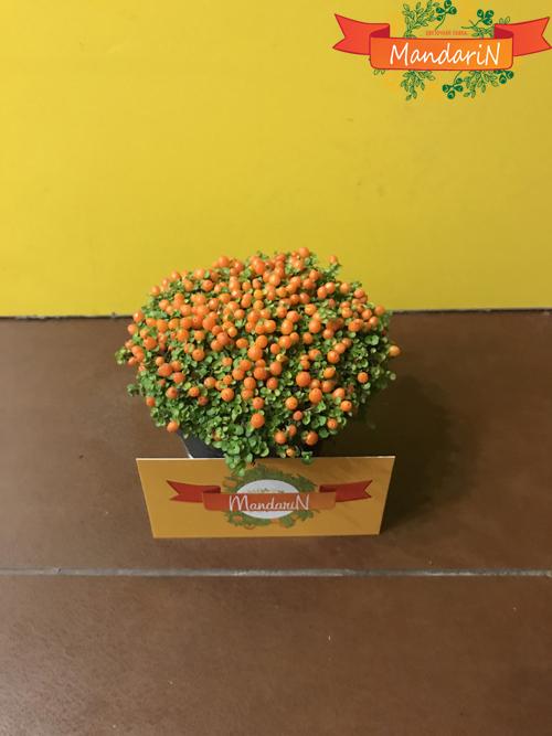 Нертера 15 см в магазине цветов mandarin-shop.ru
