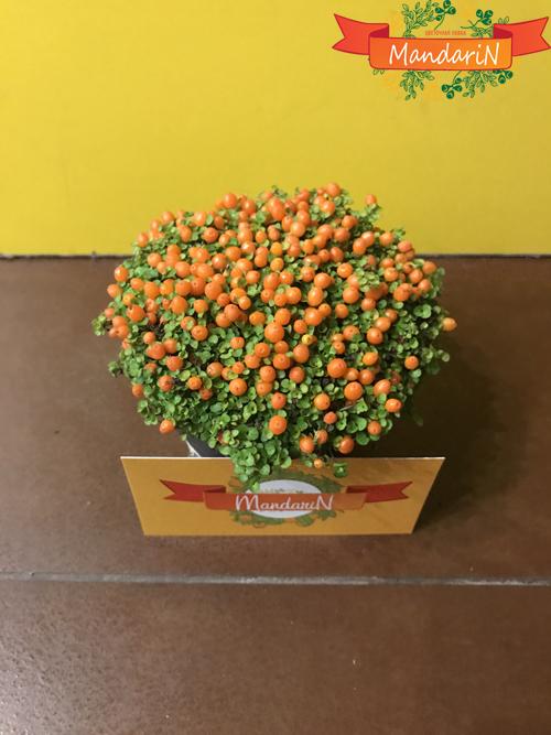 Нертера оранжевая в магазине цветов mandarin-shop.ru