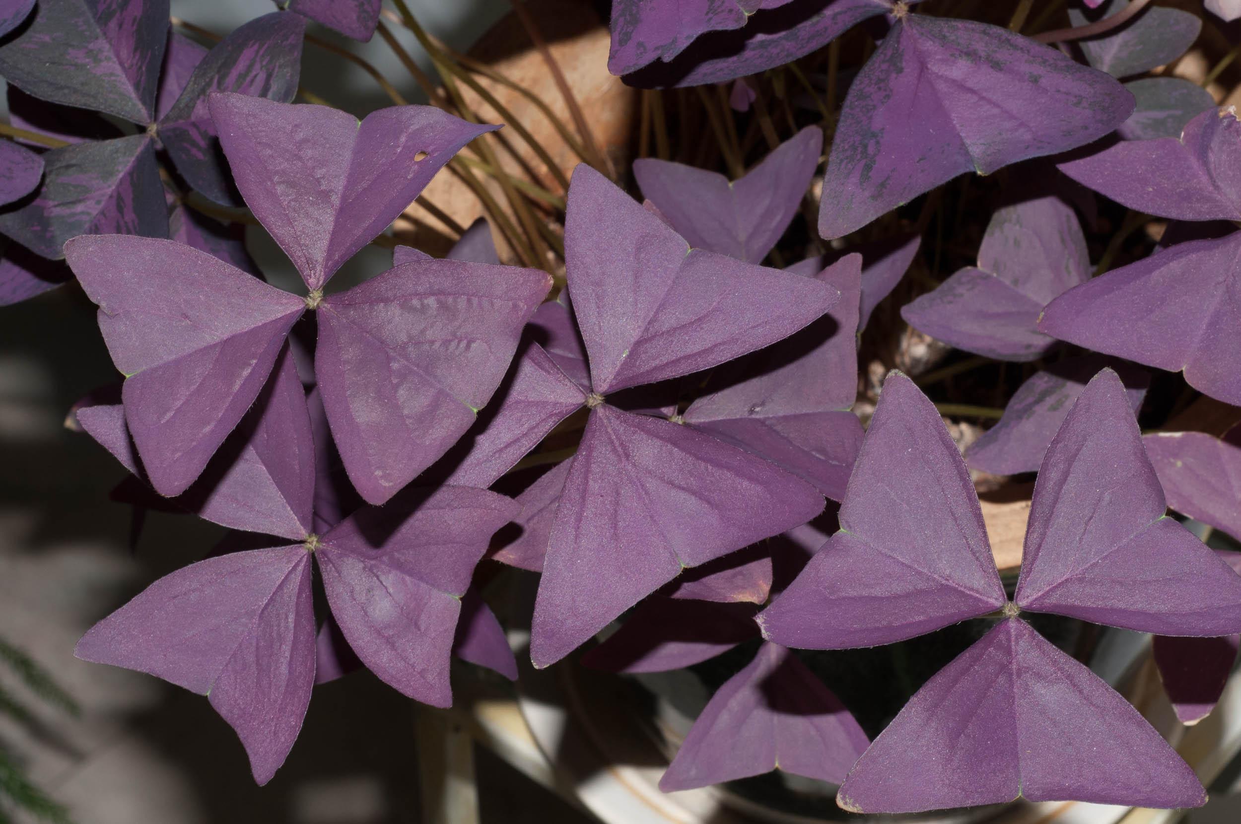 Оксалис или Кислица пурпурный - листья