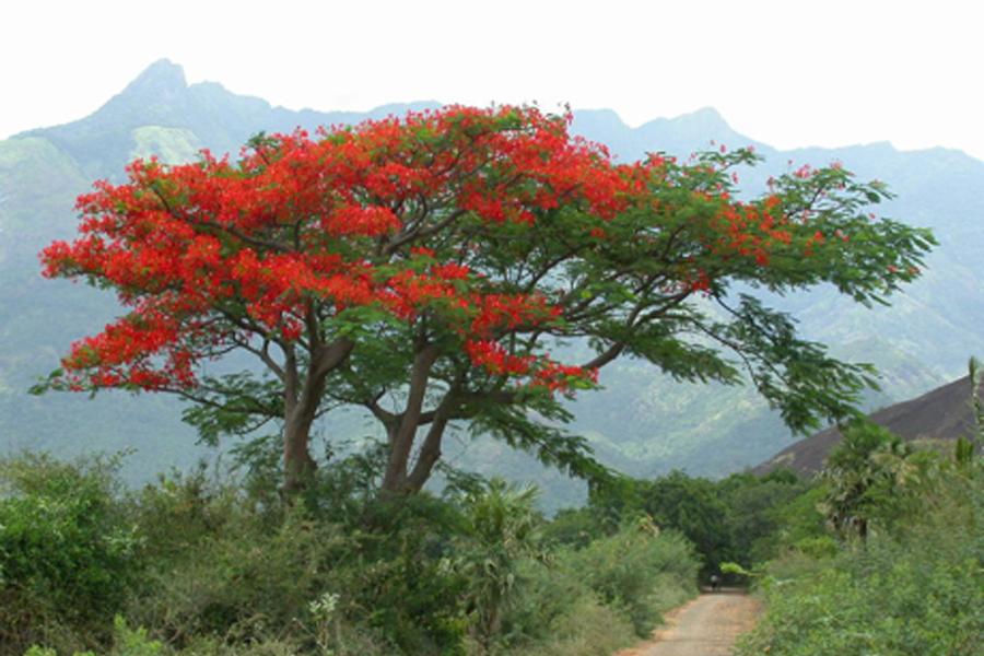 Пуансетия или Молочай красивейший дерево