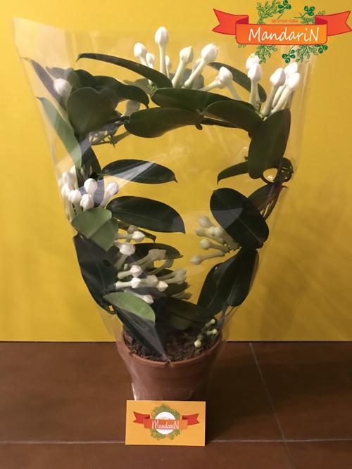 Стефанотис или Мадагаскарский жасмин в магазине цветов Мандарин - 40 см