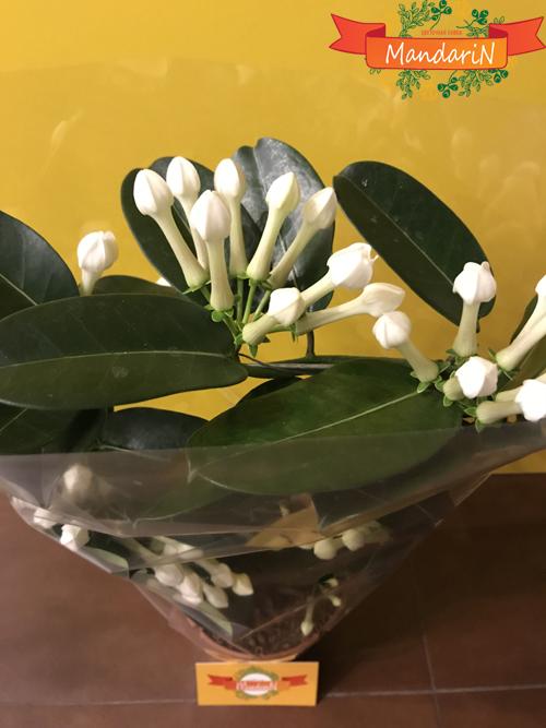 Стефанотис или Мадагаскарский жасмин цветение, в магазине цветов Мандарин
