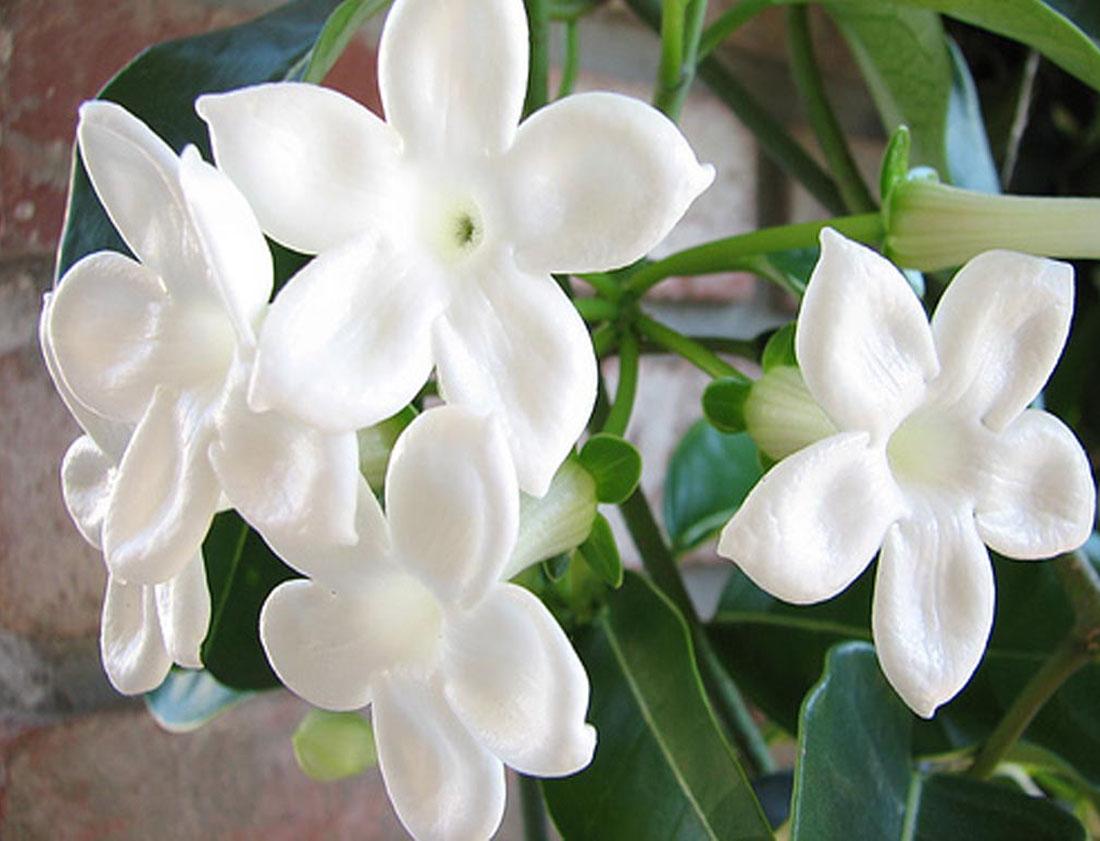 Стефанотис или Мадагаскарский жасмин - белый цветок