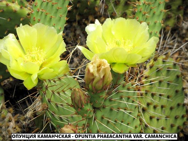 Опунция Каманчская - Opuntia phaeacantha var. camanchica