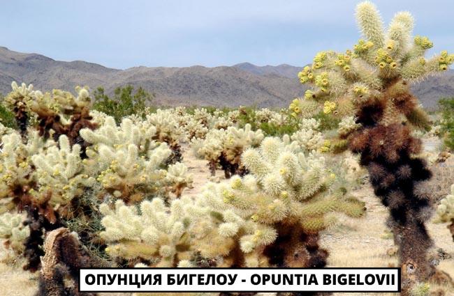 Опунция Бигелоу - Opuntia bigelovii