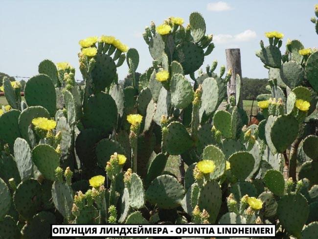 Опунция Линдхеймера - Opuntia lindheimeri