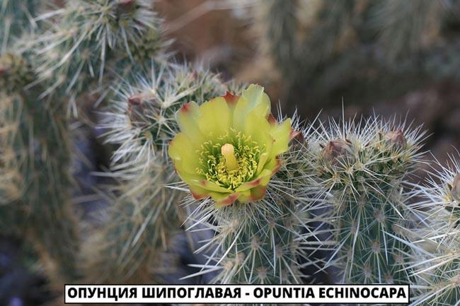 Опунция Шипоглавая - Opuntia echinocapa