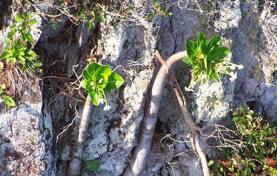 Пальма Бригамия замечательная (Гавайская пальма) в природе