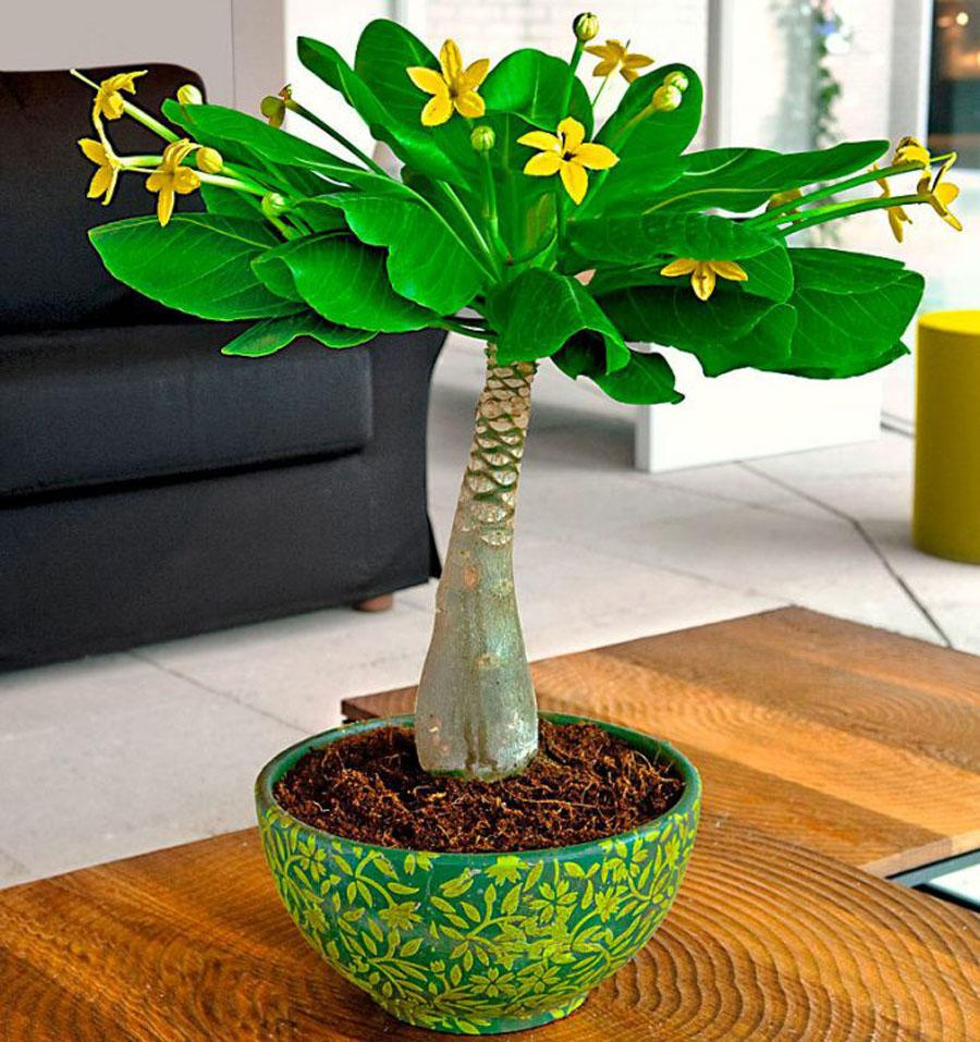 Пальма Бригамия замечательная (Гавайская пальма) дома