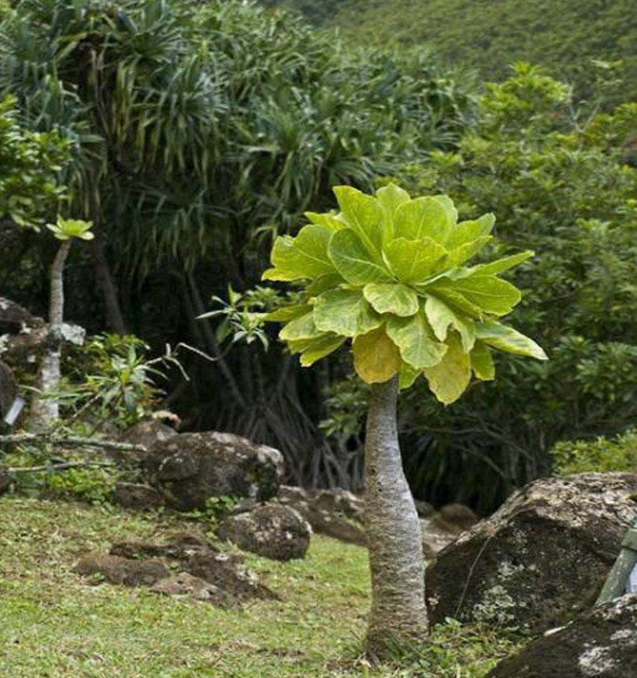 Пальма Бригамия замечательная (Гавайская пальма) на юге