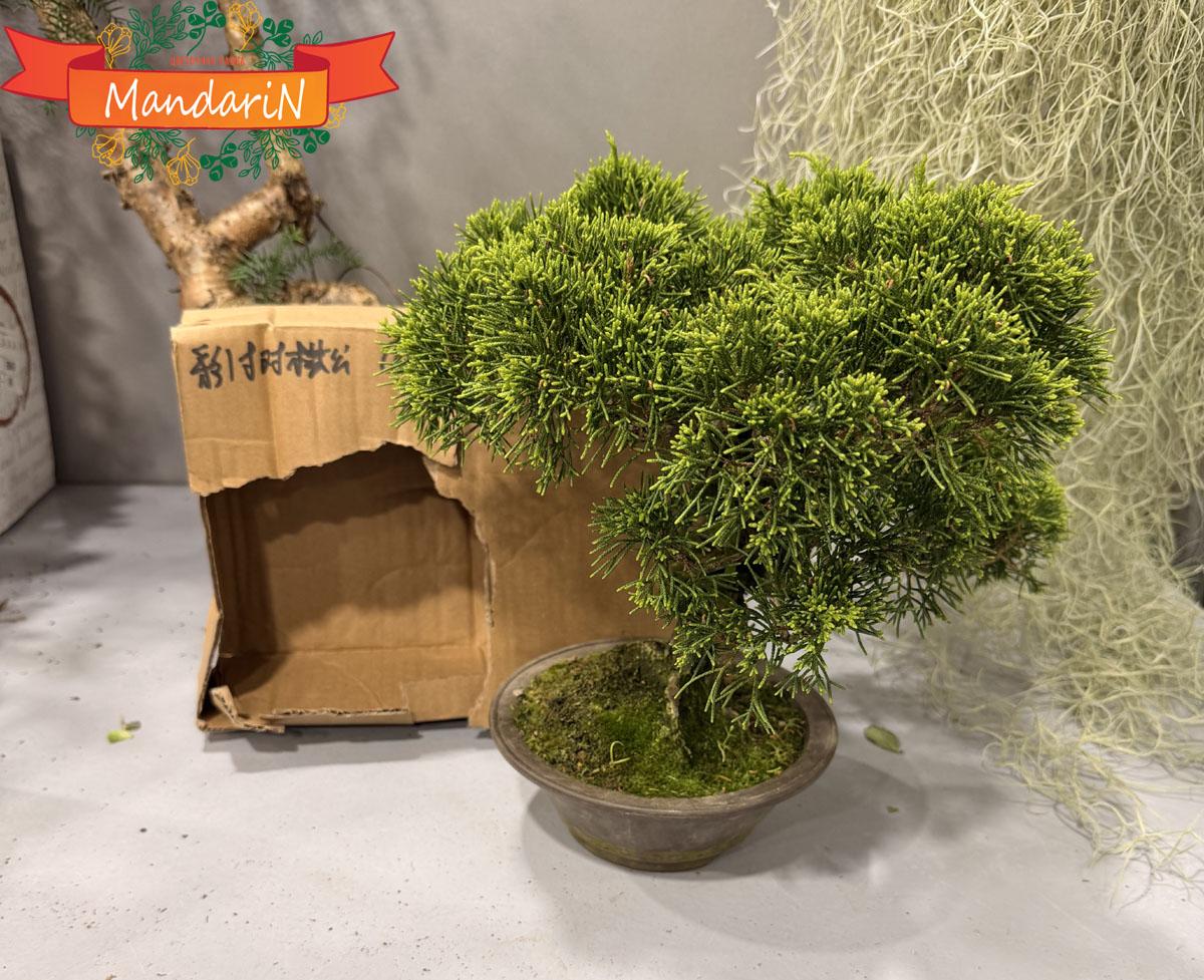 Бонсай можжевельник купить