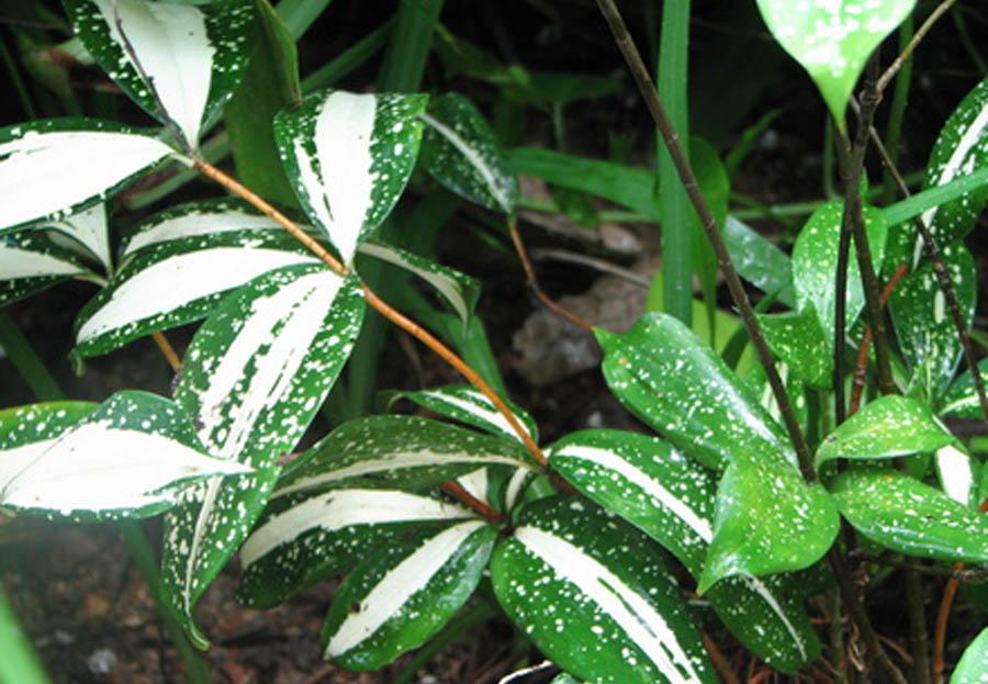 Драцена Годзеффа (Суркулоза) окрас листьев