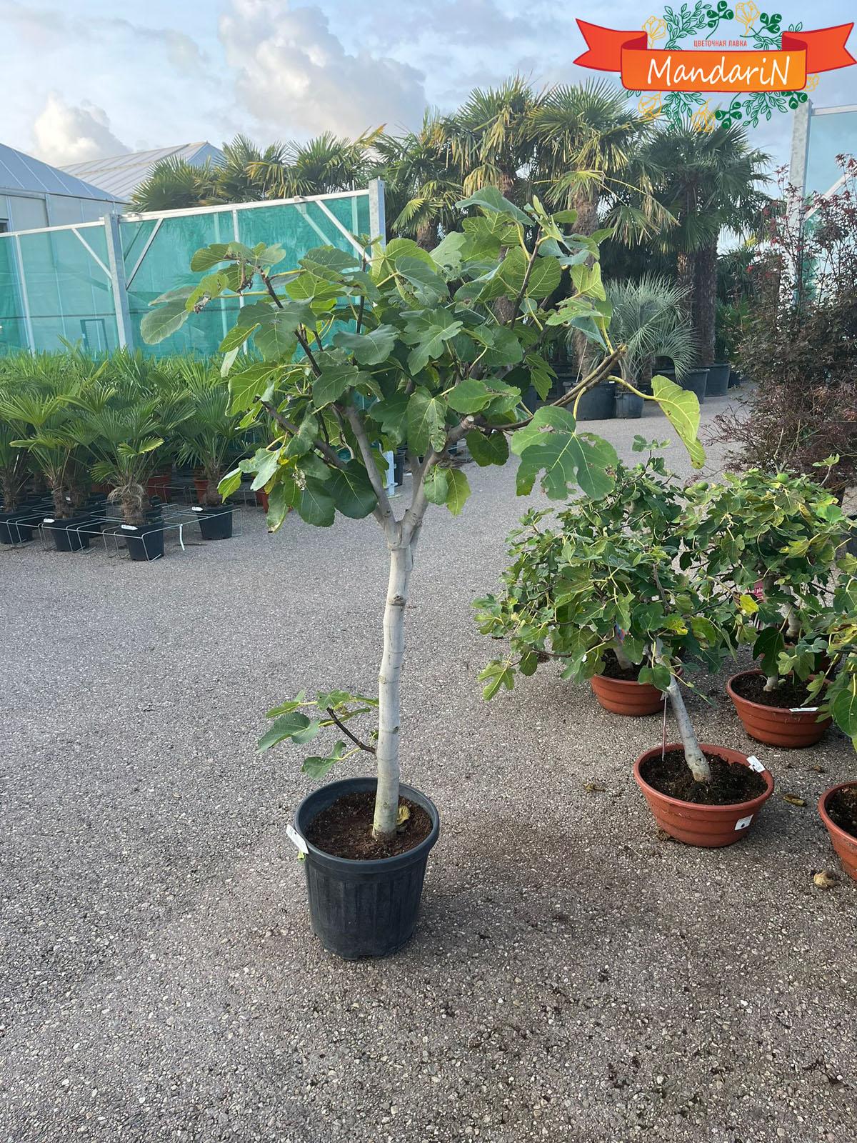 Инжир - Ficus carica D36 H135