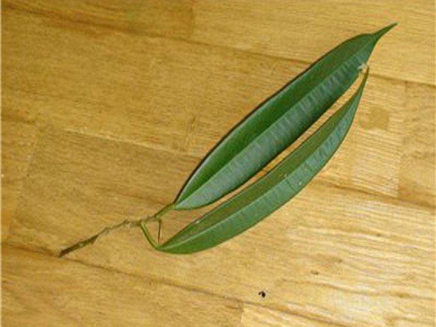 Фикус Али (Биннендийка) листовая пластина