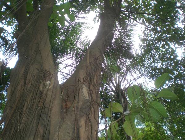 Ficus altissima в природе
