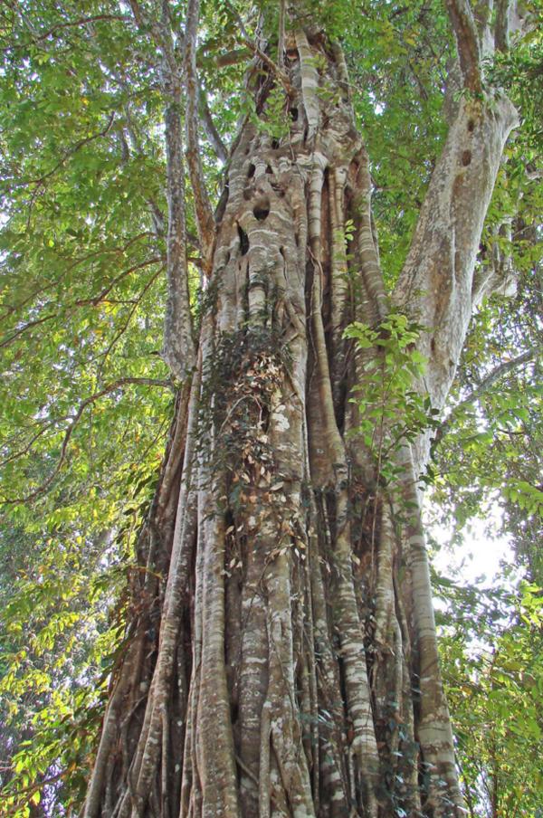 Ficus altissima ствол