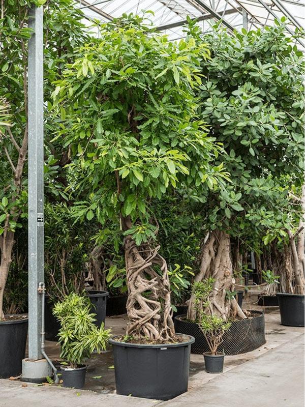Фикус Альтиссима - Ficus altissima