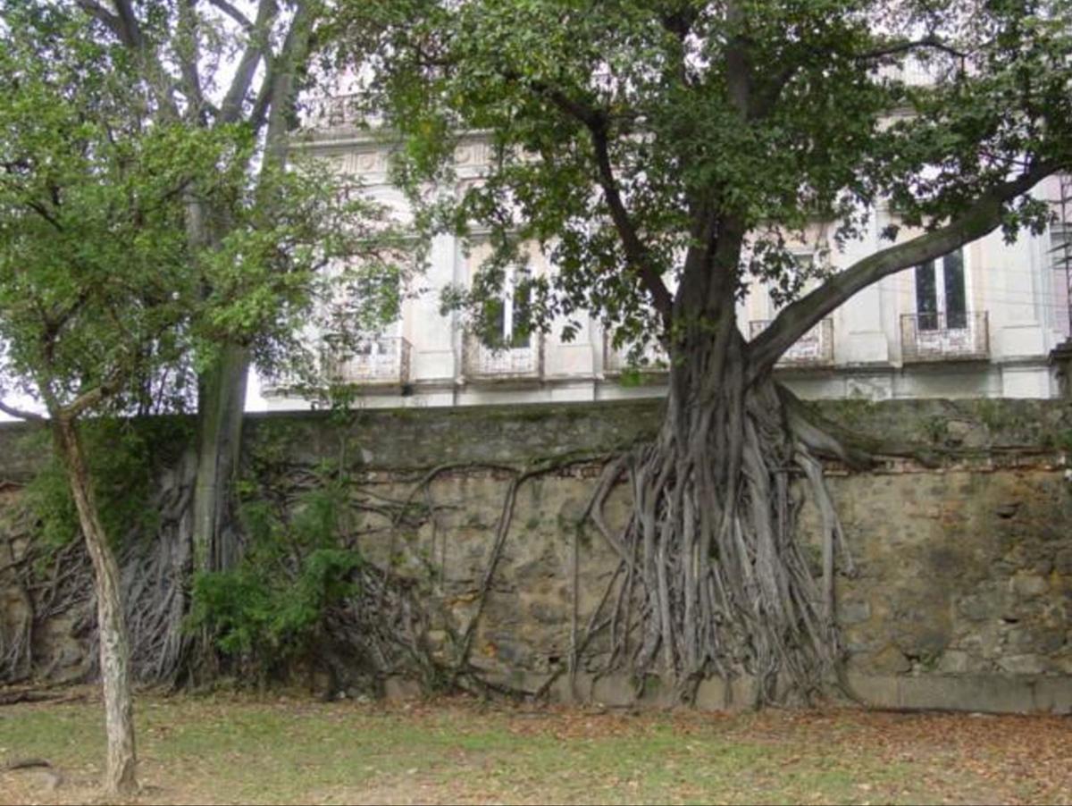 Ficus americana subsp. guianensis