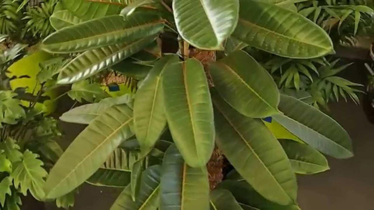Фикус Американа Трезор - Ficus americana subsp. guianensis