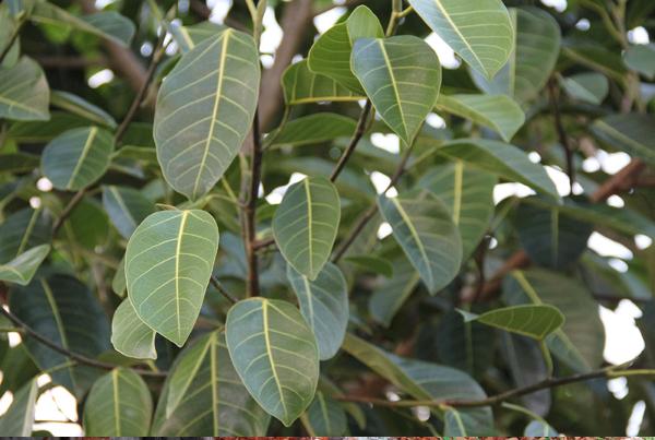 Фикус бенгальский - Ficus benghalensis