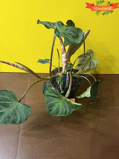 Филодендрон Philodendron Verrucosum Incensi