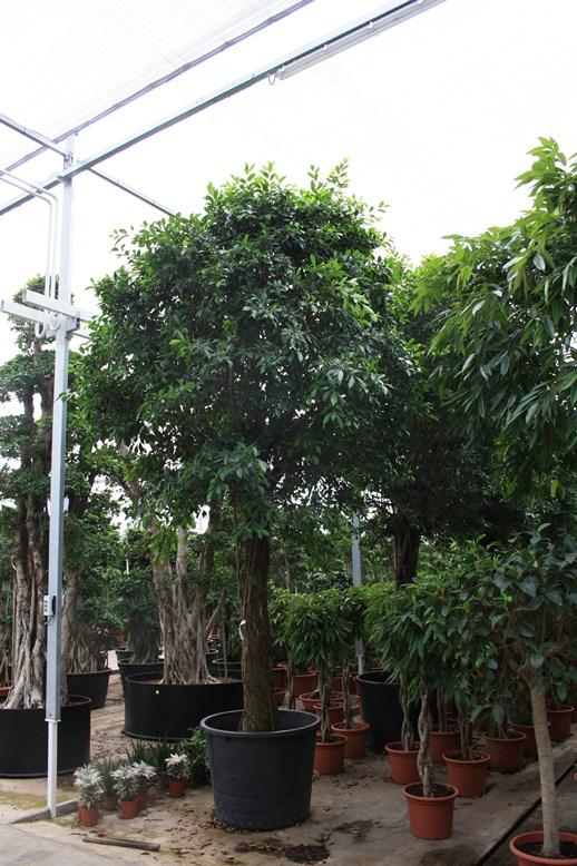 Ficus benjamina Nitida штамб 4 метра