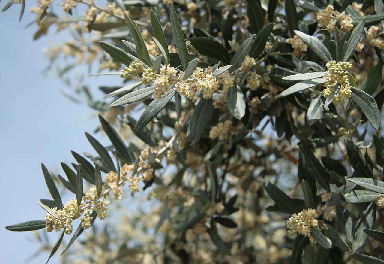 цветение оливкового дерева