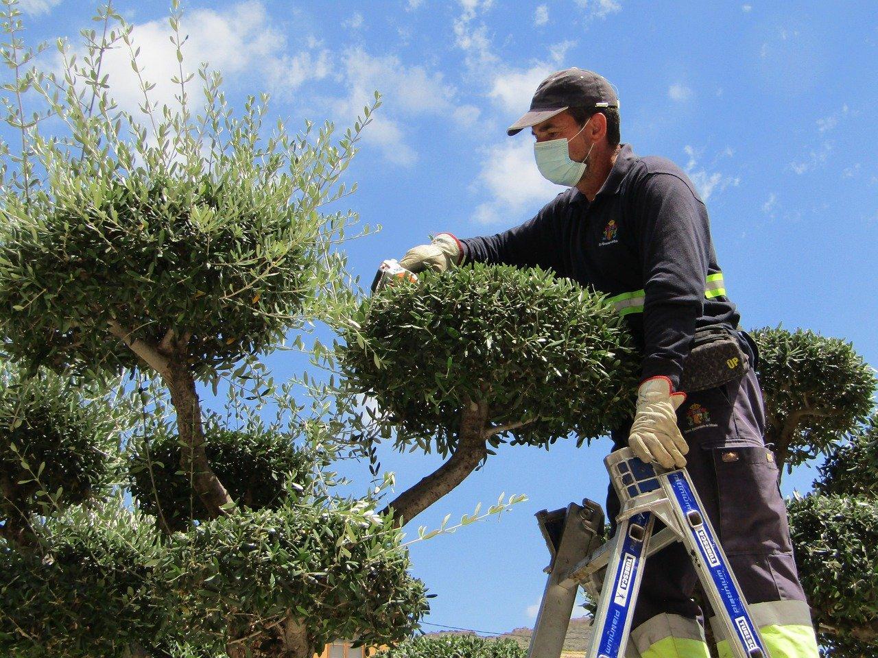 формирование кроны у оливкового дерева