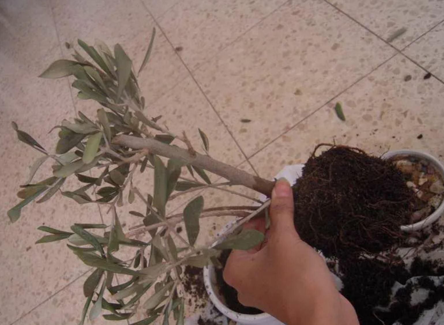 пересадка оливкового дерева