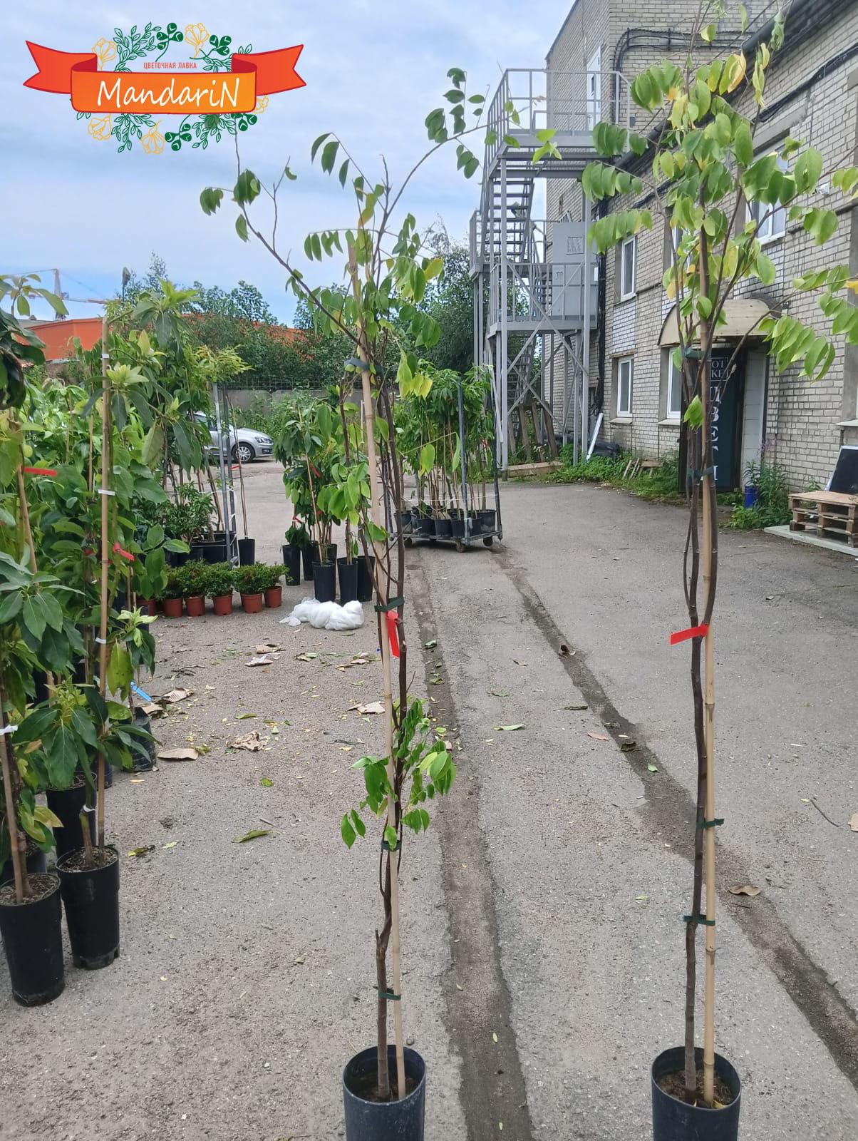 Averrhoa carambola купить