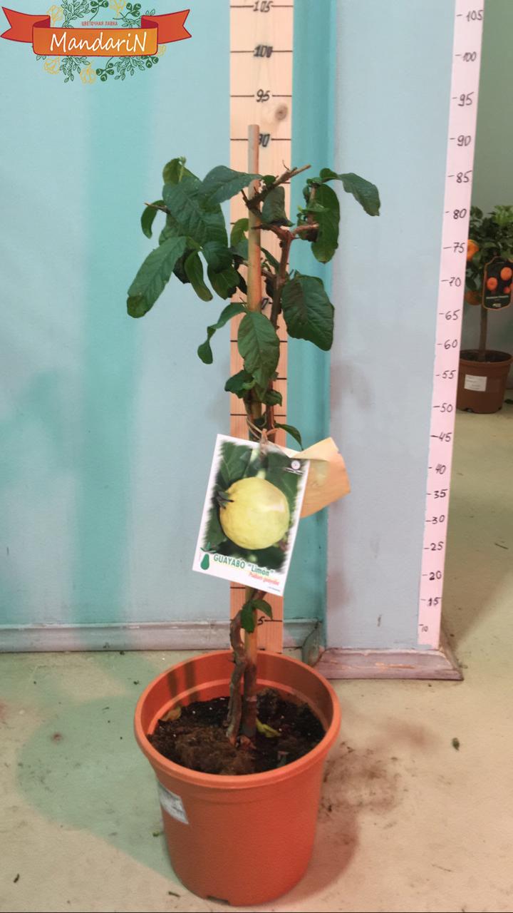 купить гуаву