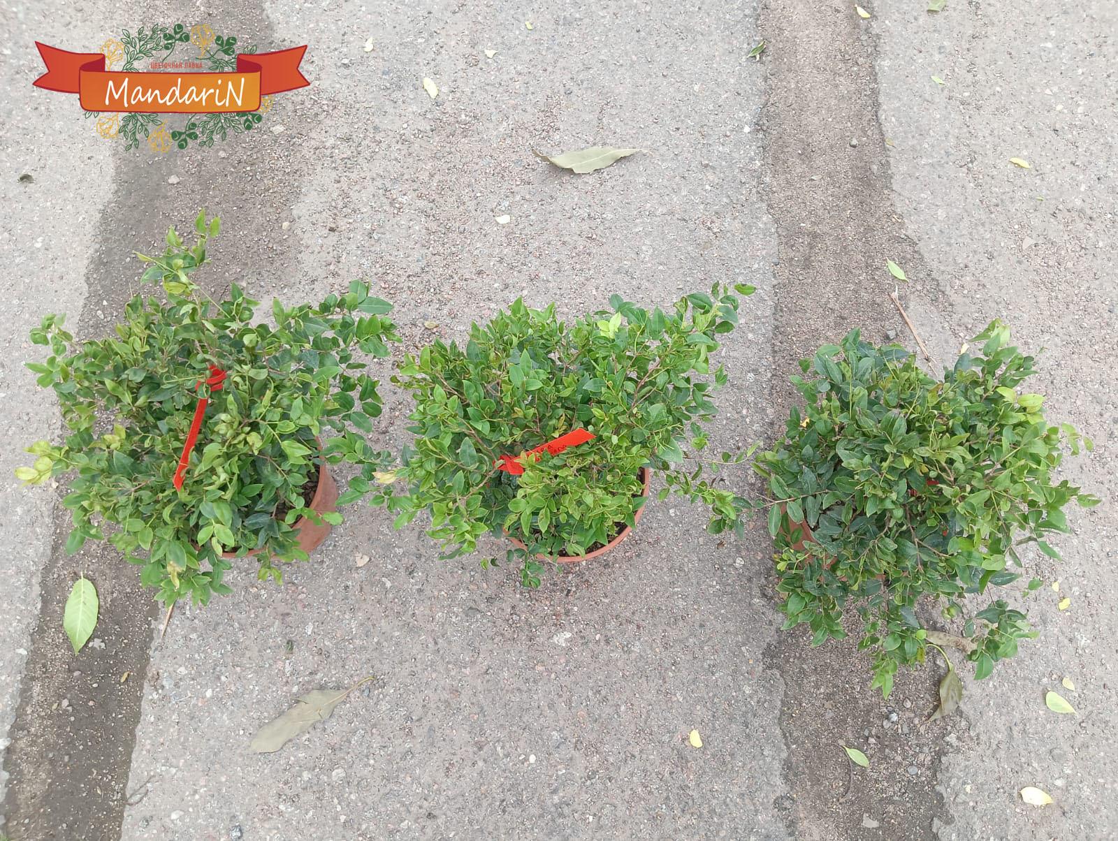 купить Жаботикабу