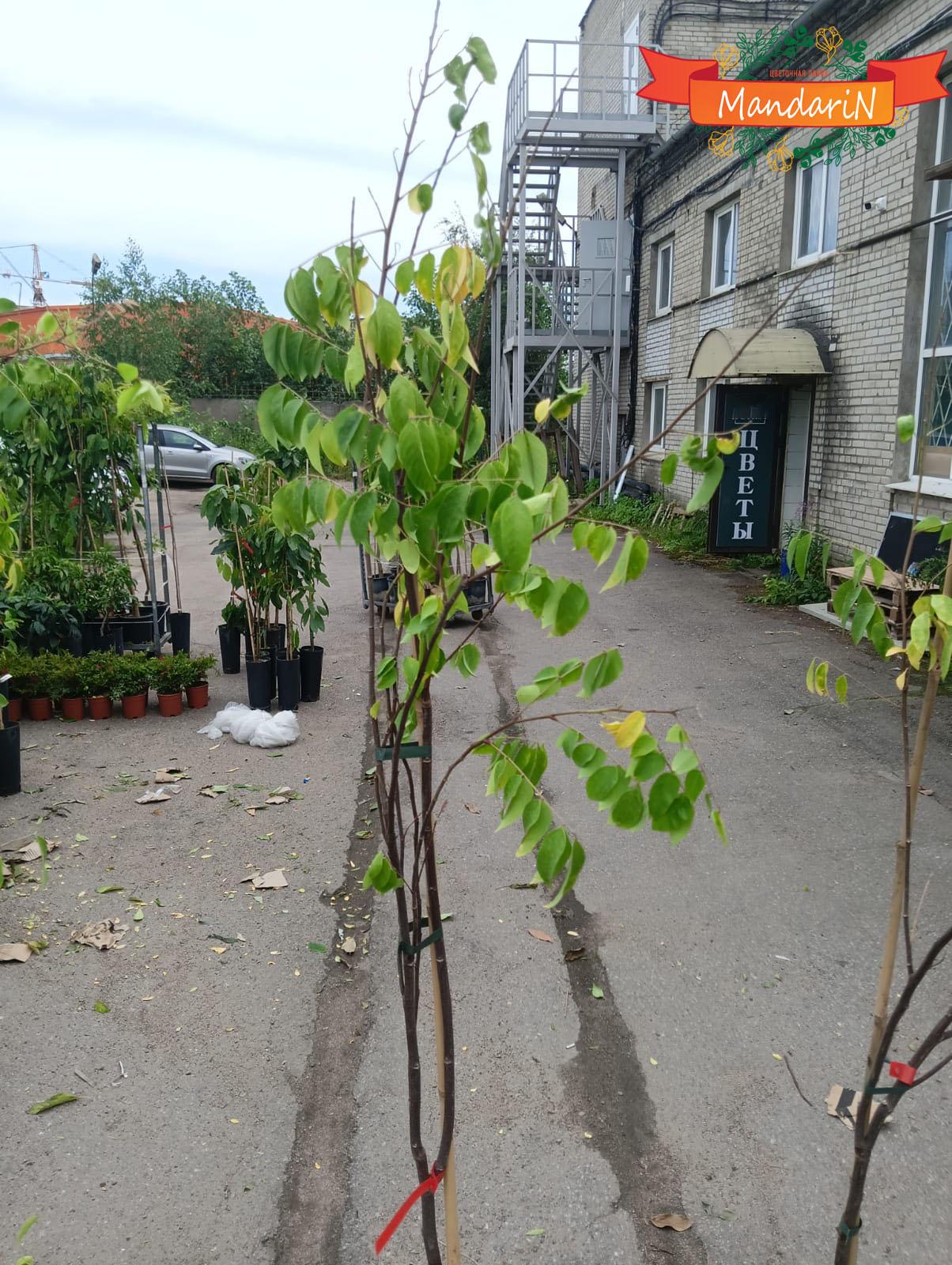 купить Карамболу