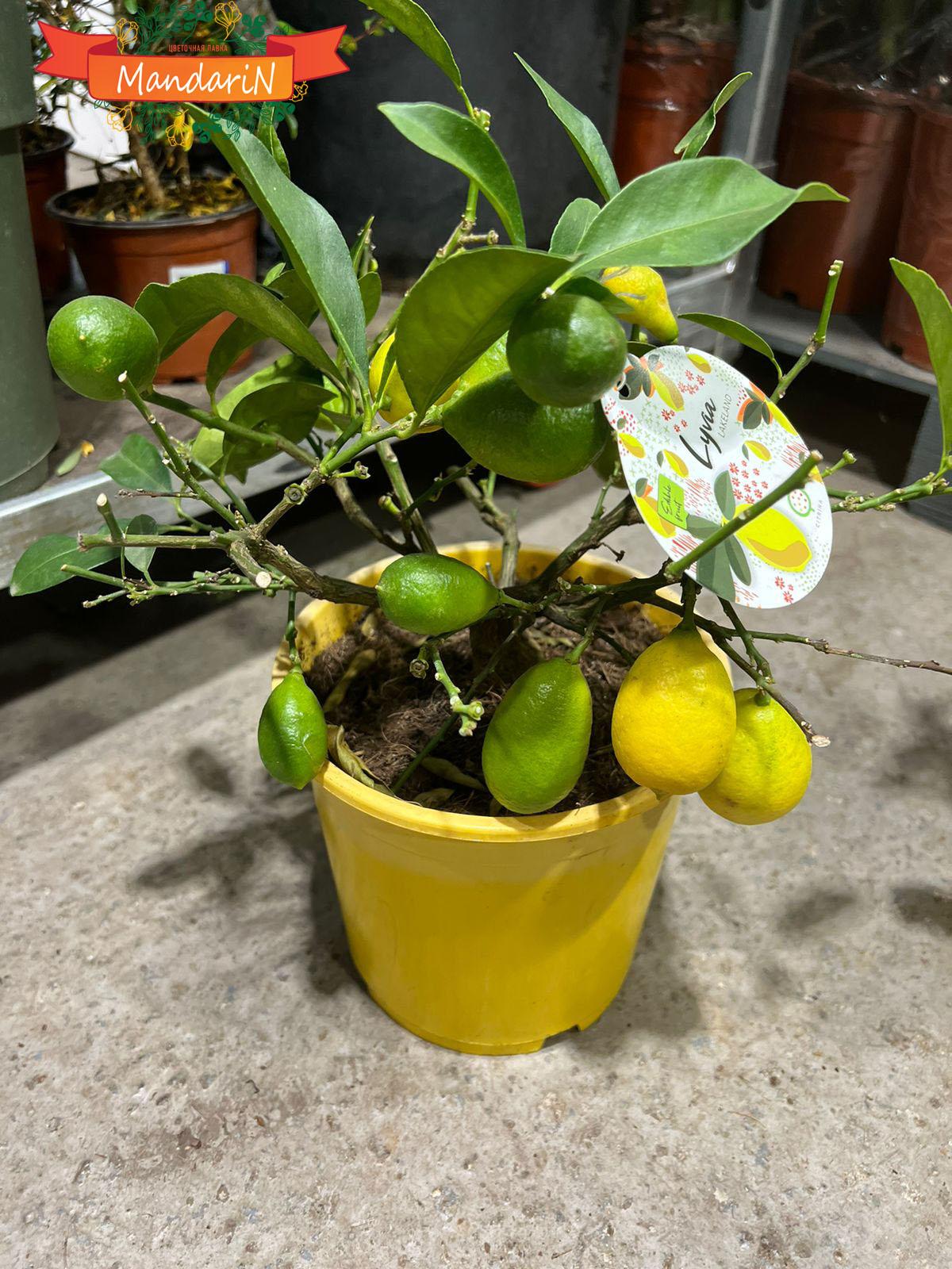 Citrus Limequat купить
