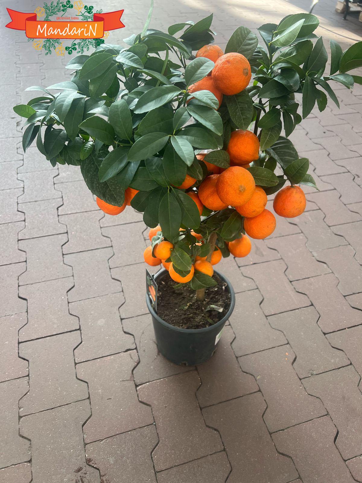 Лайм рангпур купить