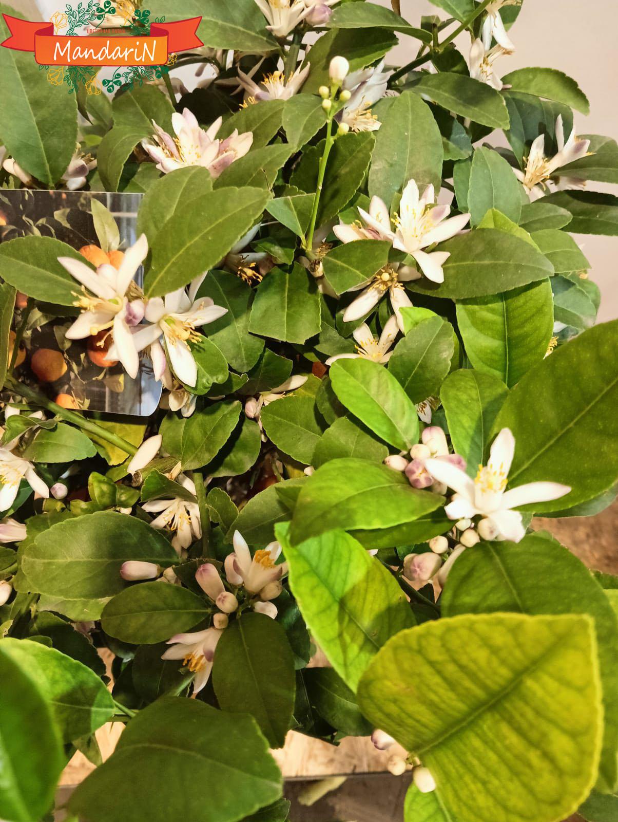 Citrus clementina купить