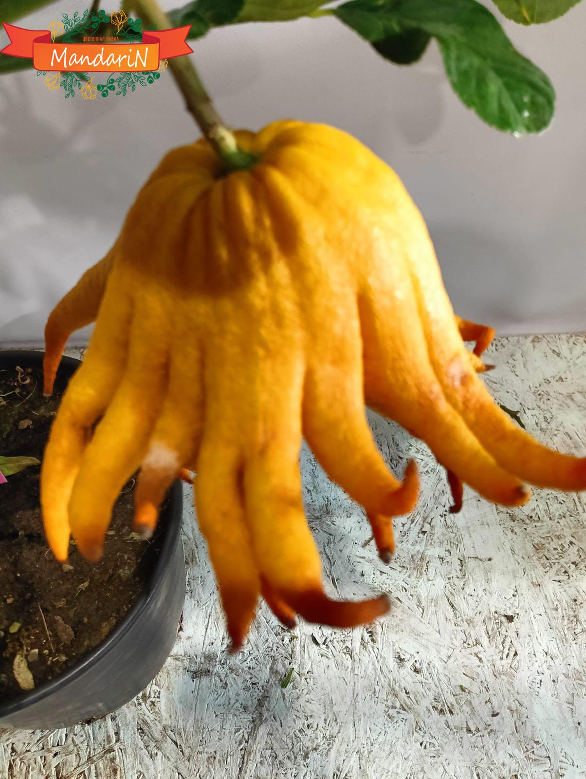 плод руки будды купить