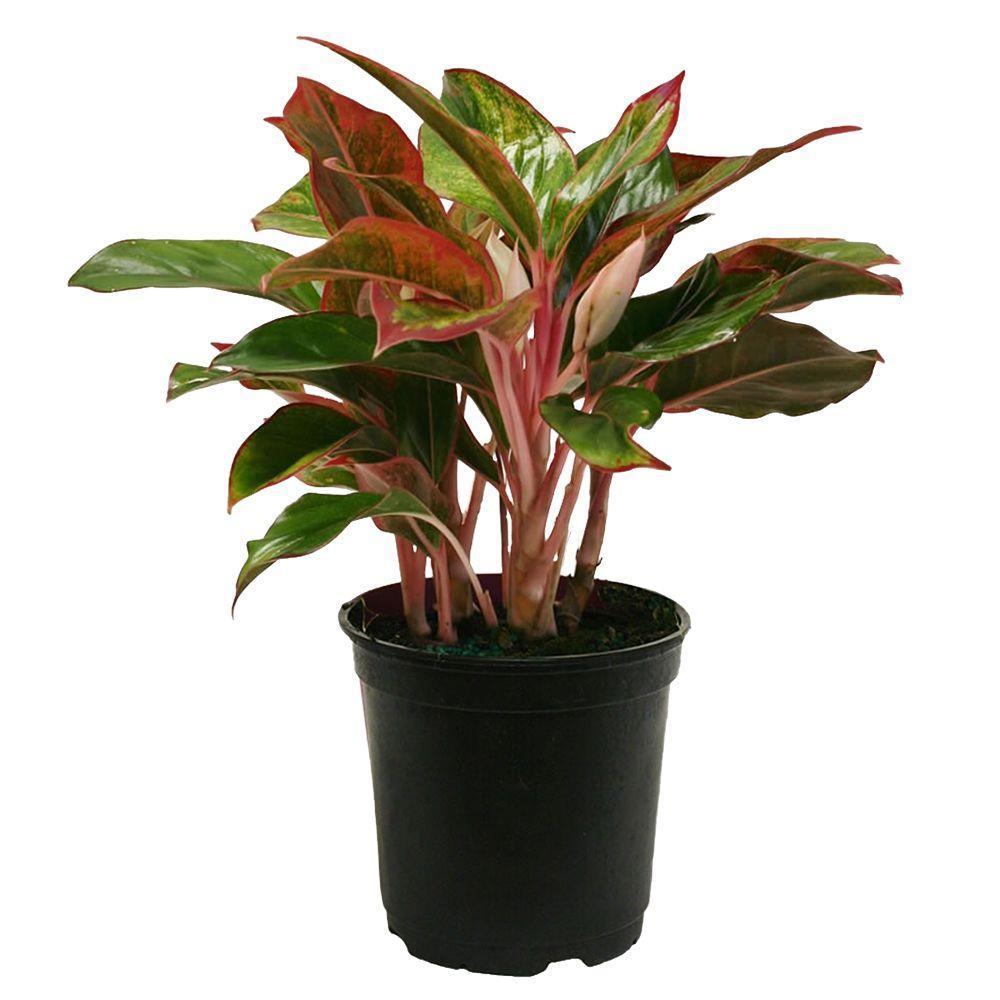 Аглаонема Крит —Aglaonema Crete D15 H60