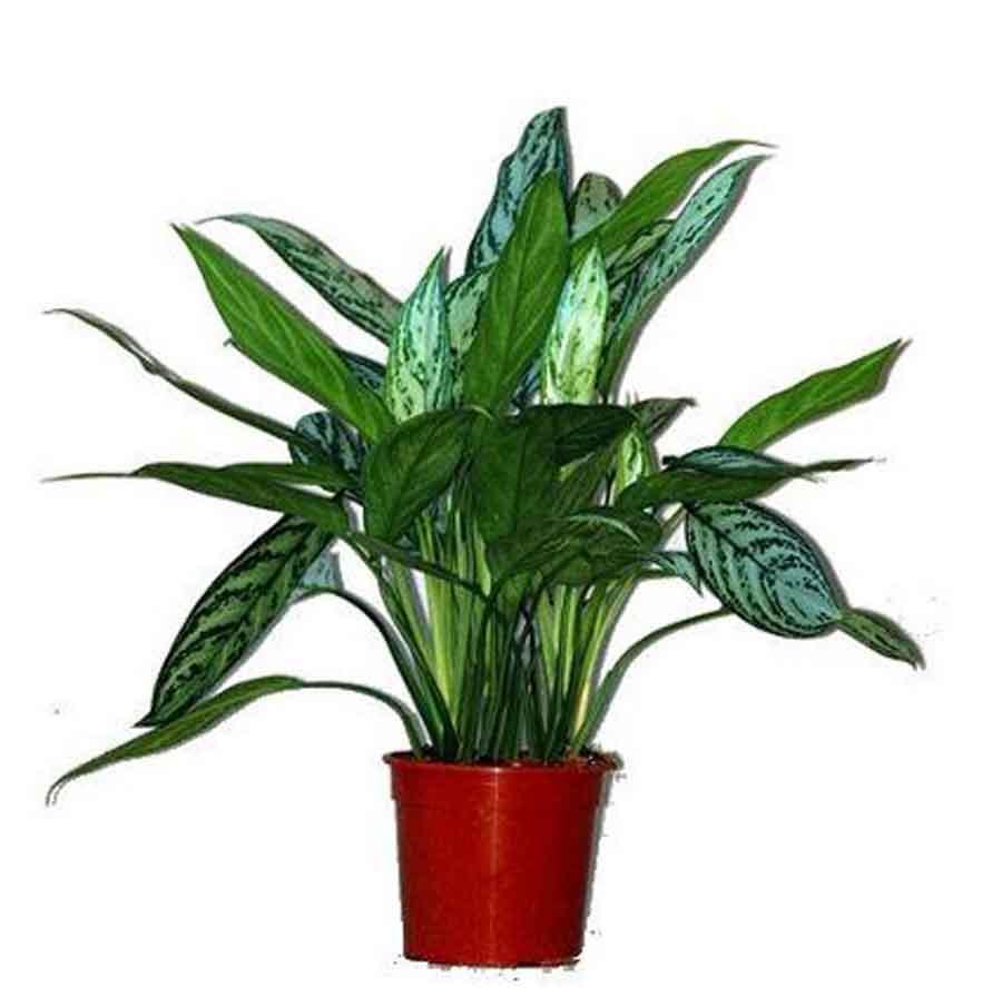 Аглаонема Сильвер Квин (Серебряная королева) Aglaonema Silver Queen D12 H40