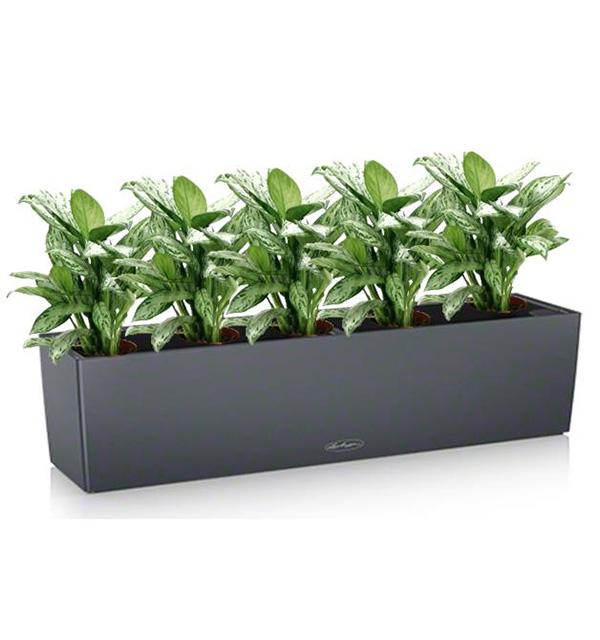 Лечуза puro Color Planter