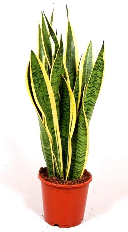 Сансивьерия Лауренти - Sansevieria laurentii D25 H110