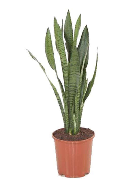 Сансевиерия зейланика - Sansevieria Zeylanica D14 H50