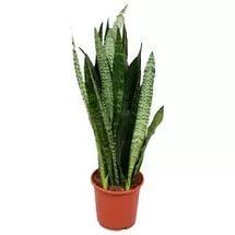 Сансивьерия Блэк Корал - Sansevieria Black Coral H110