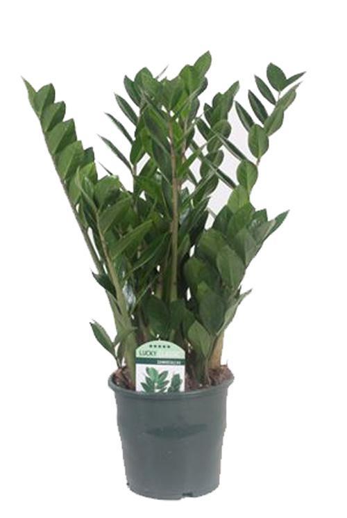 Замиокулькас - Zamioculcas zamiifolia D17 H70