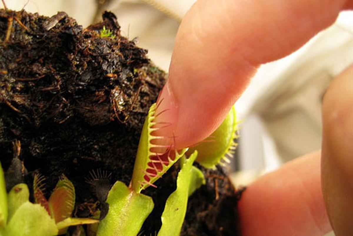 Dionaea muscipula с пальцем