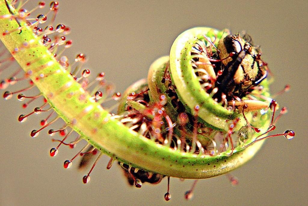 Хищное растение с мухой
