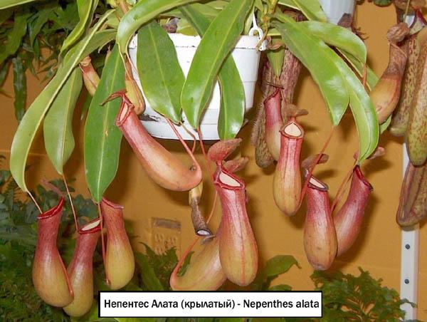 Непентес Алата (крылатый) - Nepenthes alata