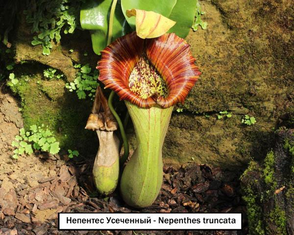 Непентес Усеченный - Nepenthes truncata